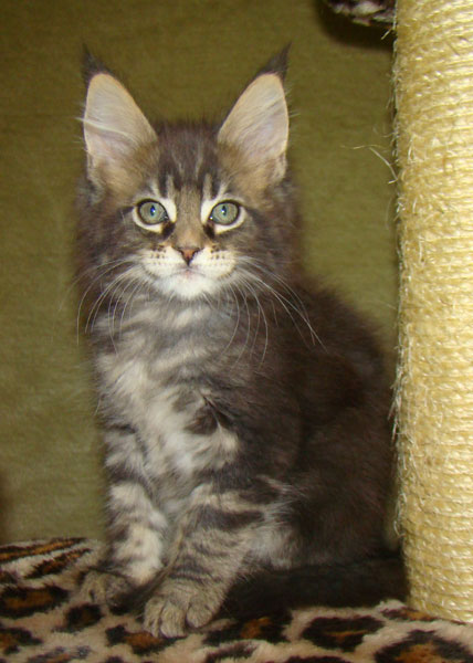     Catsvill County!   !    !       !!!    Catsvill County +7-926-544-74-09     .   ,   ,   ,    ,   ,  ,     ,   -,    ,   !